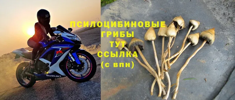 ссылка на мегу маркетплейс  Мензелинск  Псилоцибиновые грибы Magic Shrooms 